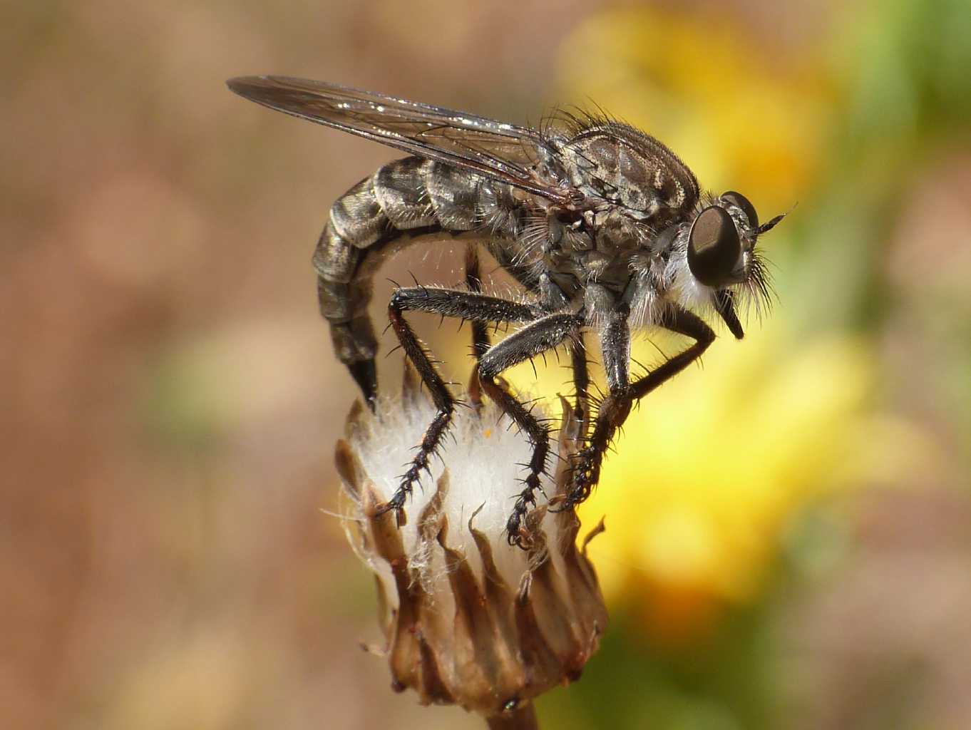 Asilidae in deposizione